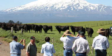 Singleton Beef and Land Management Association Inc