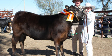 Singleton Beef and Land Management Association Inc