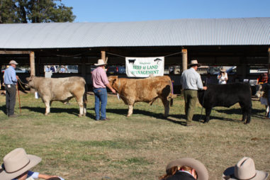 Singleton Beef and Land Management Association Inc