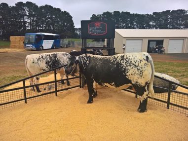 Singleton Beef and Land Management Association Inc