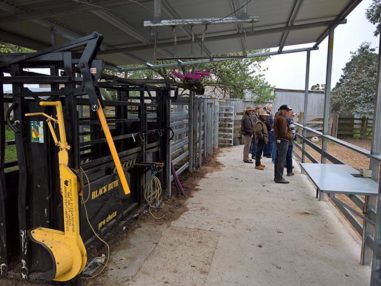 Singleton Beef and Land Management Association Inc